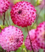 1 หัว/ออเดอร์ รักเร่ Dahlia Bulb สายพันธุ์ Pompon Lunar Light หัวรักเร่ ดอกไม้ หัวหน่อ เหง้า นำเข้า เนเธอร์แลน หัวสดใหม่