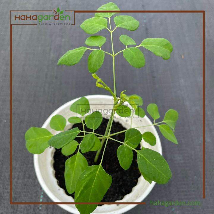 Anak Pokok Moringa/ Kelor/ Marunggai/ Moringa Oleifera (LIVE PLANT ...