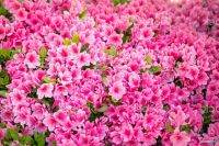 15 เมล็ดพันธุ์ Home Plant Seed กุหลาบพันปี ต้นโรโดเดนดรอน Azalea Rhododendron flower Seed อัตราการงอกของเมล็ด 80-85%