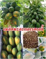 ( ซื้อ 5 แถม 1) เมล็ดพันธุ์มะละกอเรดเลดี้  ราชาแห่งมะละกอ สายพันธุ์ เรดเลดี้786 จำนวน 50-60 เม็ด/ซอง ต้นเตี้ยลูกดก