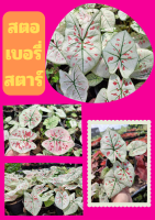 1 กระถางต้นบอนสี สตอเบอรี่สตาร์ Strawberry star ต้นแข็งแรง ส่งคละกระถาง มีประกันจัดส่ง