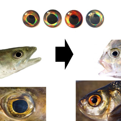 【cw】50PCS Wood Plastic Lure Popper DIY Eyes Holographic 3D 4D Fish Eyes for Fly Tying Streamers Baitfish ！