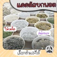 ต้นแคคตัสยกพอตหลายต้น ไม้เมล็ด เลือกต้นได้  (CACTUS) - กระบองเพชร ราคาถูก?แคคตัส?