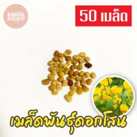 เมล็ดดอกโสน 50 เมล็ด Sesbania เมล็ดพันธุ์ดอกโสน เมล็ดโสนดอกใหญ่ โสนเพาะเห็ดตับเต่า เมล็ดผักสวนครัว เมล็ดพันธุ์ผัก