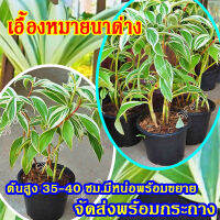 ต้นเอื้องหมายนาด่าง สูงประมาณ 35-40 ซม.มีหน่อพร้อมขยาย จัดส่งพร้อมกระถาง 4 นิ้ว(1กระถาง/1กล่อง)