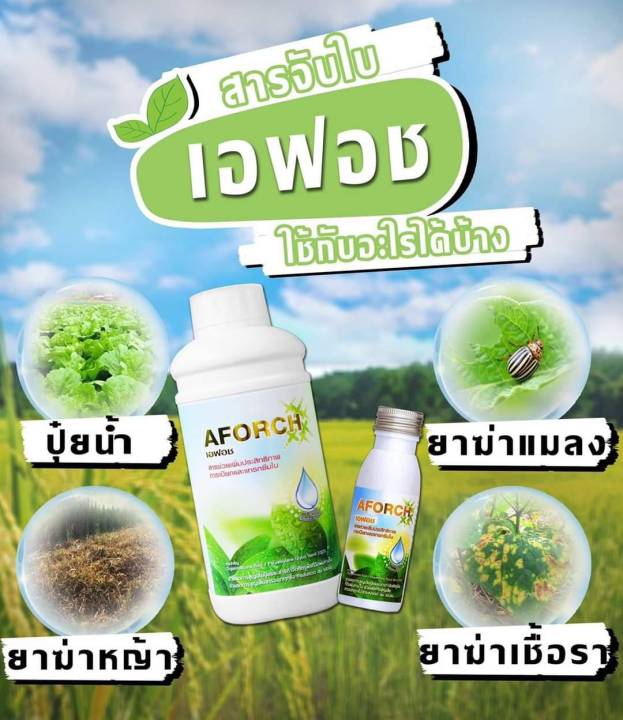 พร้อมส่ง-ส่งไว-เอฟอช-aforch-1-ลิตร-สารจับใบ-ชนิดเร่งดูดซึมไว-เอฟอชปุ๋ยจอมยุทธ์