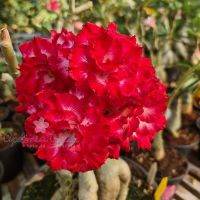 11 เมล็ด เมล็ดพันธุ์ ชวนชม สายพันธุ์ไต้หวัน สีแดง Adenium seed. กุหลาบทะเลทราย Desert Rose ราชินีบอนไซ นำเข้าจากไต้หวัน