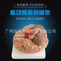 Brain die medical human brain anatomical model brain cerebral arteries model can remove the 9 parts