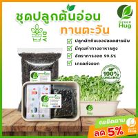 ชุดปลูกต้นอ่อนทานตะวัน - Organic 100% ( Sunflower Sprout Kit - Organic ) GREENHUG เมล็ดต้นอ่อน