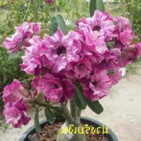 12 เมล็ด เมล็ดพันธุ์ ชวนชม สายพันธุ์ไต้หวัน ดอกสีม่วง Adenium Seeds กุหลาบทะเลทราย Desert Rose ราชินีบอนไซ อัตราการงอกสูง 80-90% มีคู่มือปลูก