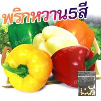 เมล็ดพริกหวาน 5 สี เมล็ดพริกหยวก 15เมล็ด เมล็ดพันธุ์พริกแอปเปิล [10แถม1]