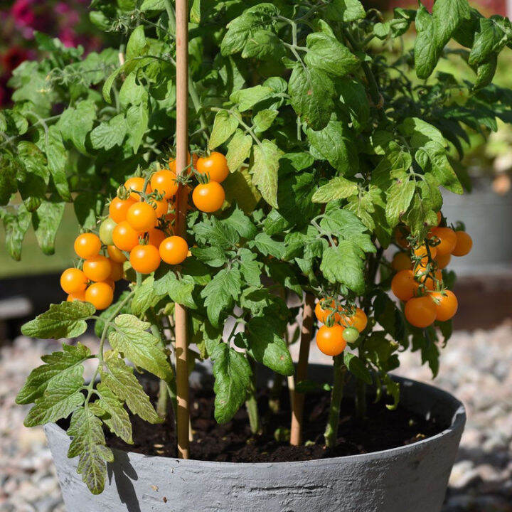 VICTORY SEED 25 Benih Biji Bonsai Buah Tomat Kuning Terong Kaluwat ...