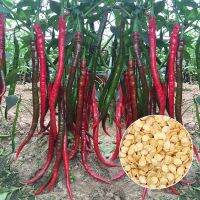 ปลูกง่าย ปลูกได้ทั่วไทย Chinese Long Pepper Seeds (50 Pcs/Pack) Kitchen Seasoning Plant Garden Organic Vegetable Long Line Chili Seeds Flower Seeds Vegetable Live Plants Air Plant Seed Benih Tree Pokok Bunga