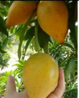 เซียนท้อ(Sian peach)ต้นเพาะเมล็ดขนาด15-20ซม.