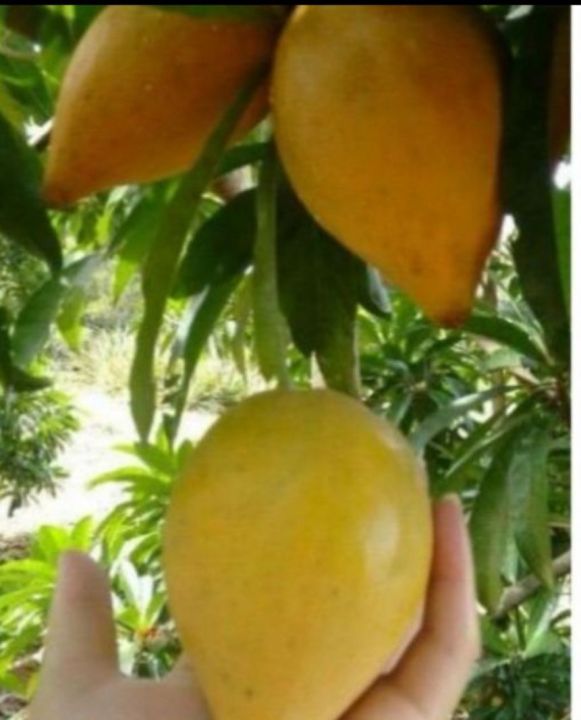 เซียนท้อ-sian-peach-ต้นเพาะเมล็ดขนาด15-20ซม