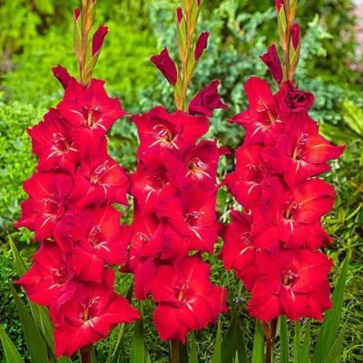10 หัว แกลดิโอลัส (Gladiolus) หรือดอกซ่อนกลิ่นฝรั่ง สีแดง เป็นดอกไม้แห่งคำมั่นสัญญา ความรักความผูกพัน สินค้าตามรูป