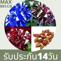 30 เมล็ด เมล็ดพันธุ์ Seeds  กุหลาบ สีฟ้า-ม่วง Rose Seeds ดอกใหญ่ นำเข้าจากต่างประเทศ พร้อมคู่มือ เมล็ดสด ใหม่