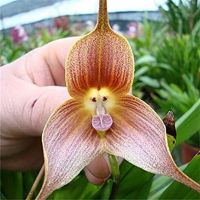 30 เมล็ดพันธุ์ Garden Seeds เมล็ดกล้วยไม้ กล้วยไม้ Orchid flower seeds อัตราการงอก 80-85%