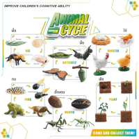 โมเดลการ์ดการเติบโตพืชและสัตว์ - Animal Cycle Storage Box