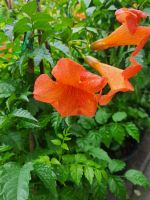 มธุรดา (Trumpet vine) ในกระถาง10นิ้ว สูง 60-70 ซม.ไม้เลื้อยดอกช่อใหญ่เด่นสะดุดตา แถมยังบานทนมากๆ ด้วย ปลูกง่ายทนแล้ง เลื้อยไปได้ไกลปลูกเพื่อเป็นไม้สำหรับให้ร่มเงาได้เป็นอย่างดีมธุรดาChinese Trumpet Vineหรือรุ่งอรุณไม้ดอกที่มีชื่อ ไพเราะเพราะพริ้งทั้ง