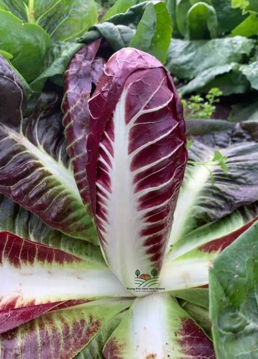 ชิโครีม่วง-radicchio-chicory-purple-seeds-ทรงรี-เมล็ดพันธุ์ชิโครี-บรรจุ-20-เมล็ด-ชิโครี