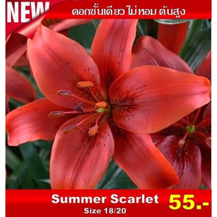 พร้อมส่ง-โปรโมชั่น-ลิลลี่-summer-scarlet-ต้นสูงไม่มีกลิ่น-นำเข้าจากฮอลแลนด์-ส่งทั่วประเทศ-พรรณ-ไม้-น้ำ-พรรณ-ไม้-ทุก-ชนิด-พรรณ-ไม้-น้ำ-สวยงาม-พรรณ-ไม้-มงคล