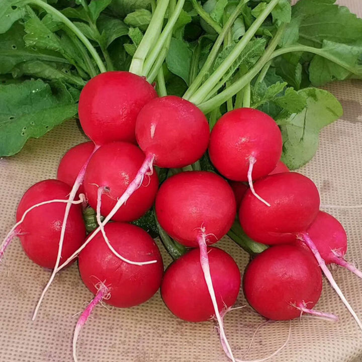 เมล็ดแรดิช-500เมล็ด-radish-seed-หัวผักกาด-หัวผักกาดฝรั่ง-หัวผักกาดแดง