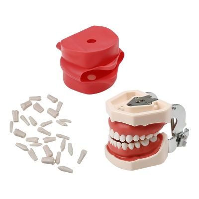 Teaching Study Constration Tool Teeth Model Removable Orthodontic Implant Tooth Model  Dentist Material