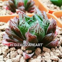 Haworthia ’Gizagizaheart’ หน้าต่างของหัวใจ A047