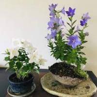 Eustoma grandiflorum seeds ไม้กระถางในร่มและกลางแจ้ง เมล็ดสี่ฤดู บานต่อเนื่อง ปลูกง่าย ฟอกอากาศ บานสี่ฤดู สวยงามน่าชมEustoma grandiflorum seeds indoor and outdoor potted plants, seeds in four seasons, easy to plant，blooming in four seasons