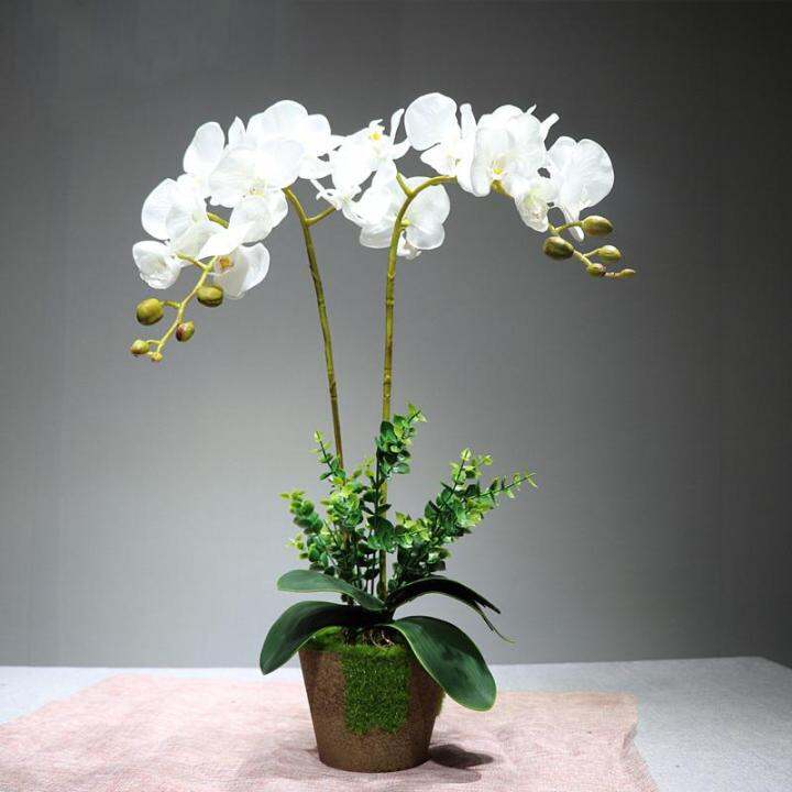 Naindo Bunga Anggrek Bulan Latex set hiasan ruang tamu dan kantor 70 cm