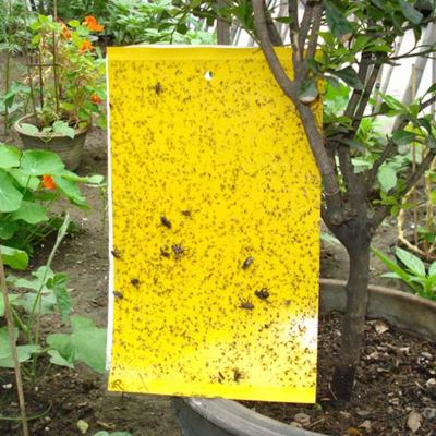 กับดักแมลงวันแมลงกระดานเหนียวสีเหลืองแมลงวันผลไม้แมลงการควบคุมศัตรูพืชกับดักกระดาษกาวสองด้าน