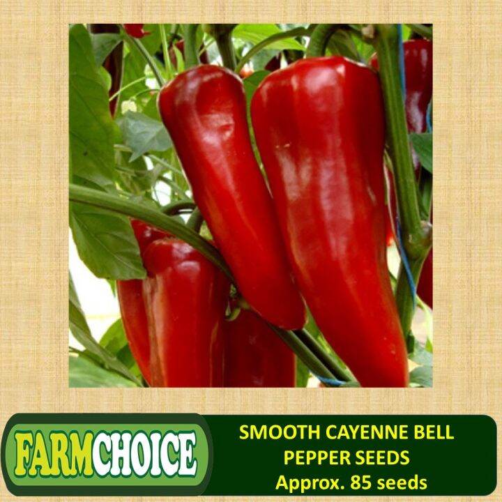 SMOOTH CAYENNE BELL PEPPER (85 seeds) Hybrid Lazada PH