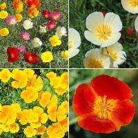 เมล็ดพันธุ์ แคลิฟอร์เนียป็อปปี้ Eschscholzia Californica California poppy 200 เมล็ด เมล็ดพันธุ์นำเข้าจาก อังกฤษ