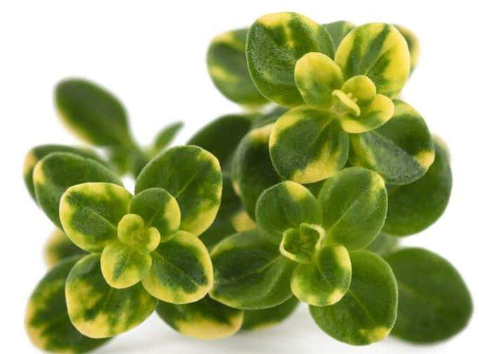 Lemon thyme herbs seed* Thymus Citriodorus Herb seed Lazada