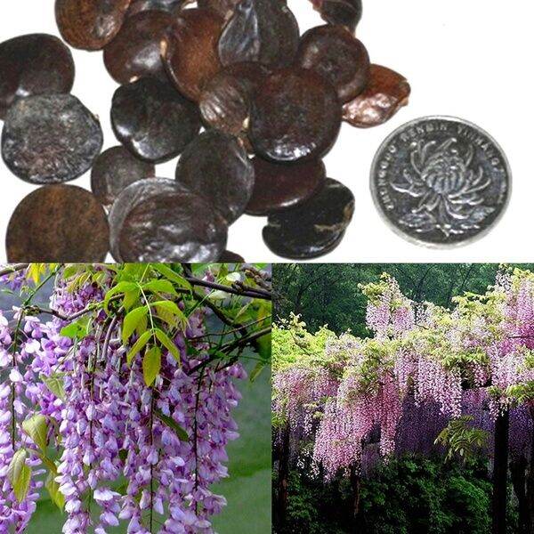 Philippines Ready Stock 20 Pcs Seeds Wisteria Sinensis Seeds Bonsai