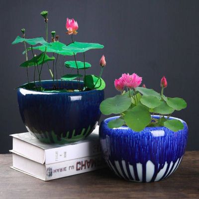 8 เมล็ด สีชมพู เมล็ดบัว บัวญี่ปุ่น บัวญี่ปุ่นแคระ เมล็ดเล็ก ดอกดกทั้งปี ของแท้ 100% Lotus Waterlily Seed มีคู่มีวิธีปลูก รหัส 0009