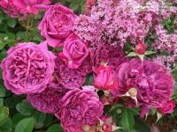 เมล็ดพันธุ์ 30 เมล็ด ดอกกุหลาบ Rose  สีม่วง พันธุ์แคระ กุหลาบจิ๋ว Rose Seed