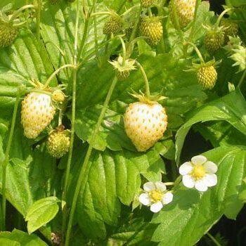 เมล็ดพันธุ์ Strawberry Seed สายพันธุ์ Fragaria vesca alpine Strawberry white soul 50 เมล็ด เมล็ดพันธุ์นำเข้าจาก ยุโรป