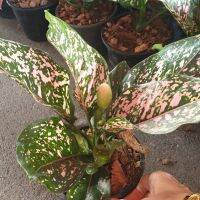 Woww สุดคุ้ม ต้นรับเงินรับทอง ตระกูลอโกลนีมา Aglaonema ลำต้นสูงรวมใบ 20-28 ซม จัดส่งพร้อมกระถาง 6 นิ้ว ราคาโปร พรรณ ไม้ น้ำ พรรณ ไม้ ทุก ชนิด พรรณ ไม้ น้ำ สวยงาม พรรณ ไม้ มงคล