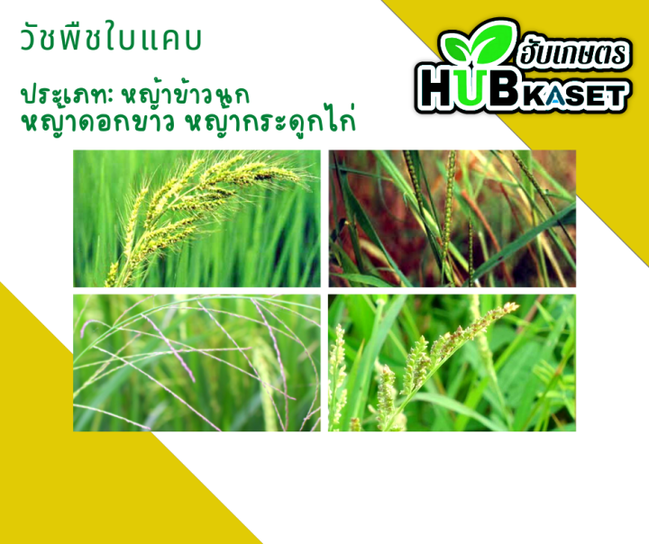 แซดโพร70-1ลิตร-บิวทาคลอร์-โพรพานิล-กำจัดวัชพืชในนาข้าว-กำจัดหญ้าใบแคบ-ใบกว้างและกก-เช่น-หญ้าดอกขาว-หญ้าข้าวนก-หญ้าแดง