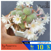 ต้นกระบองเพชร รีบูเทียดอกขาว Rebutia albiflora #cactus #แคคตัส #ดอกสีขาว