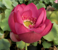 5 เมล็ด บัวนอก บัวนำเข้า บัวสายพันธุ์ Red City Series LOTUS สีแดง สวยงาม ปลูกในสภาพอากาศประเทศไทยได้ ขยายพันธุ์ง่าย เมล็ดสด