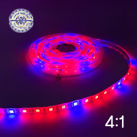 ไฟ LED สำหรับปลูกต้นไม้  (Red: Blue 4:1 ) High Quality SMD5050 Plant Growth LED Strip