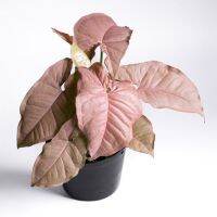 ซิงโกเนียม พิงค์นีออน(Syngonium Pink Neon Robusta)เงินไหลมาชมพู ออมชมพูนีออน กระถาง 4 นิ้ว