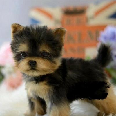 ตุ๊กตาลูกสุนัขสุนัข Yorkie น่ารักของเล่นตุ๊กตาหมีสุนัขผ้าผลัฌตุ๊กตาน่ารักสำหรับเด็กสัตว์เลี้ยงของขวัญการจำลองวันเกิดปุย Kpop