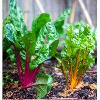 เมล็ดพันธุ์ เมล็ดพืช ผักสวนครัว Swiss Chard ผักกาดสายรุ้ง จำนวน 20 เมล็ด อัตราการงอกสูง