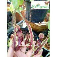 ต้นหม้อข้าวหม้อแกงลิง พันธุ์ N.Viking x ((Mirabillis wing x (Viking x Ampullaria)) มิราไวกิ้งแอมวิ้ง (ส่งทั้งกระถาง 3 - 8 นิ้ว) ไม้กินแมลง ไม้ประดับตกแต่งสวน สวยๆ