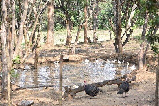 อวนล้อมไก่-คุณภาพสูง-chicken-net-อายุการใช้งานกลางแดดกลางฝนมากกว่า-5-ปี-ขนาด-1-5x15-เมตร-ต่อผืน