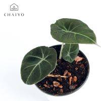 โปรโมชั่น อโลคาเซีย แบล็ค เวลเวท (Alocasia black velvet) กระถาง 4 นิ้ว สุดคุ้ม ต้นไม้ ต้นไม้ ฟอก อากาศ กระถาง ต้นไม้ ไม้ ประดับ